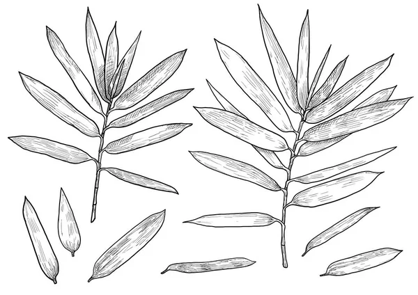 竹の枝 葉のイラスト デッサン インク ライン アート ベクトル — ストックベクタ
