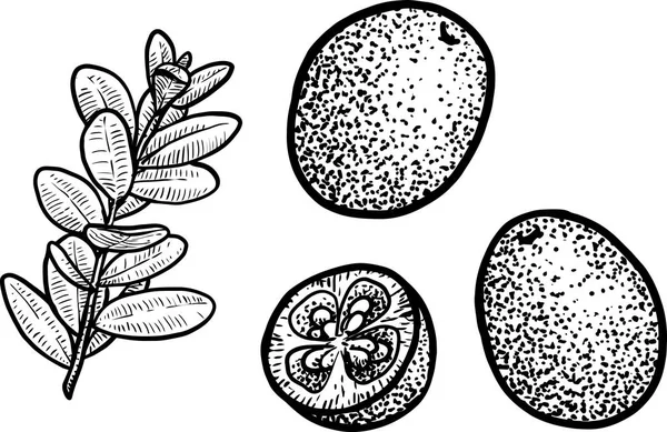 Cowberry Vagy Áfonya Illusztráció Rajz Metszet Tinta Vonalas Vektor — Stock Vector