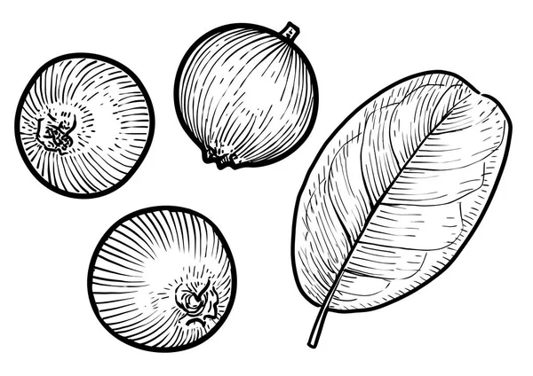 Preiselbeere Oder Preiselbeere Illustration Zeichnung Stich Tusche Linienzeichnung Vektor — Stockvektor