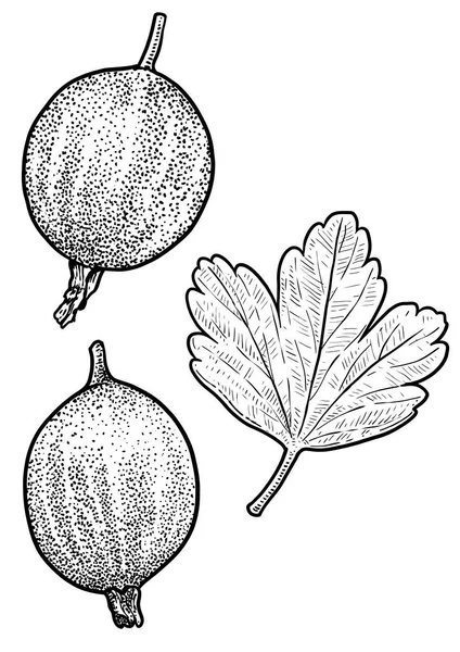 Gooseberry Ilustración Dibujo Grabado Tinta Arte Línea Vector — Archivo Imágenes Vectoriales