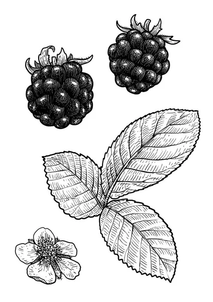 Brombeere Illustration Zeichnung Stich Tusche Linienzeichnung Vektor — Stockvektor