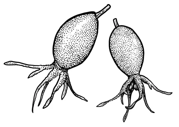 Ilustrasi Rosehip Gambar Ukiran Tinta Seni Garis Vektor - Stok Vektor