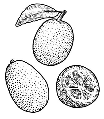 Kamkat çizim, çizim, gravür, mürekkep, hat sanatı, vektör