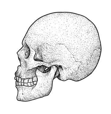 Kafatası çizim, çizim, gravür, mürekkep, hat sanatı, vektör