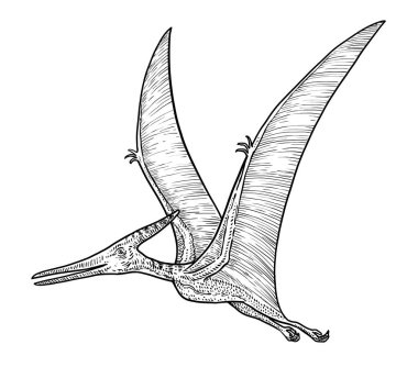Pteranodon çizim, çizim, gravür, mürekkep, hat sanatı, vektör
