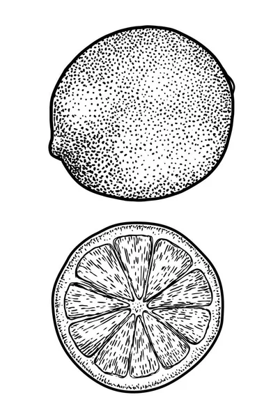 Lime Illustration Teckning Gravyr Bläck Konturteckningar Vektor — Stock vektor