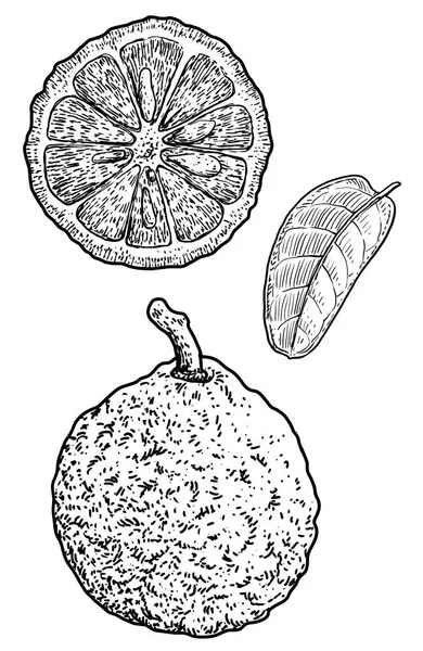 Bergamott Illustration Teckning Gravyr Bläck Konturteckningar Vektor — Stock vektor