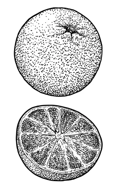 Oranje Illustratie Tekening Gravure Inkt Zeer Fijne Tekeningen Vector — Stockvector