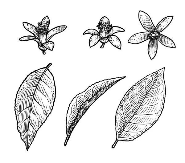 Zitrusblatt Und Blumenillustration Zeichnung Stich Tusche Linienzeichnung Vektor — Stockvektor