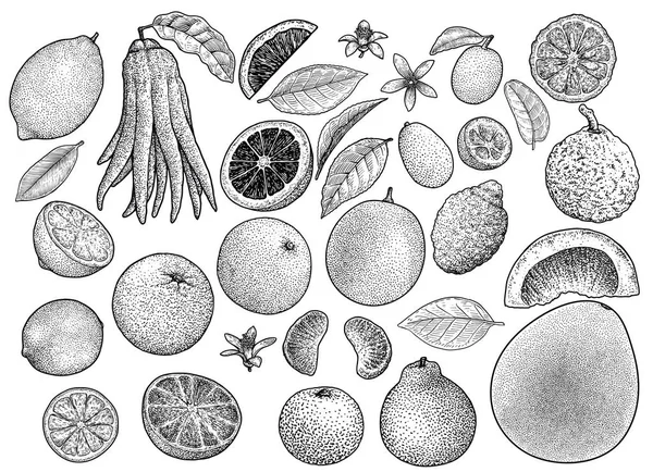 Citrus Collectie Illustratie Tekening Gravure Inkt Zeer Fijne Tekeningen Vector — Stockvector