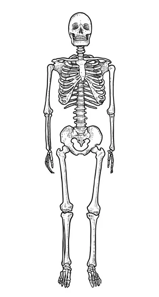 Ilustración Esqueleto Humano Dibujo Grabado Tinta Arte Línea Vector — Vector de stock