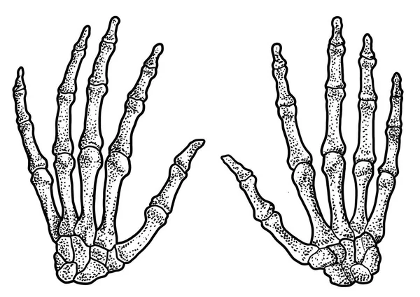 Human Hand Skeleton Illustration Drawing Engraving Ink Line Art Vector — Stock Vector