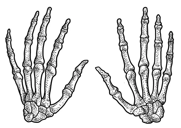 Illustration Menschlicher Handskelette Zeichnung Gravur Tusche Linienzeichnung Vektor — Stockvektor