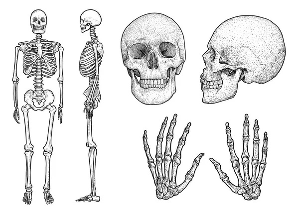 人体骨架集插图 线条艺术 — 图库矢量图片