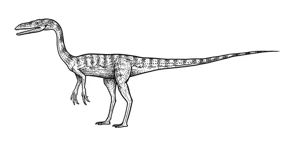 Coelpohysis 线条艺术 — 图库矢量图片