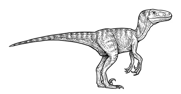 Velociraptor Ilustración Dibujo Grabado Tinta Arte Línea Vector — Vector de stock