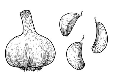 Sarımsak çizim, çizim, gravür, mürekkep, hat sanatı, vektör