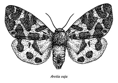 Bahçe tiger moth çizim, çizim, gravür, mürekkep, hat sanatı, vektör