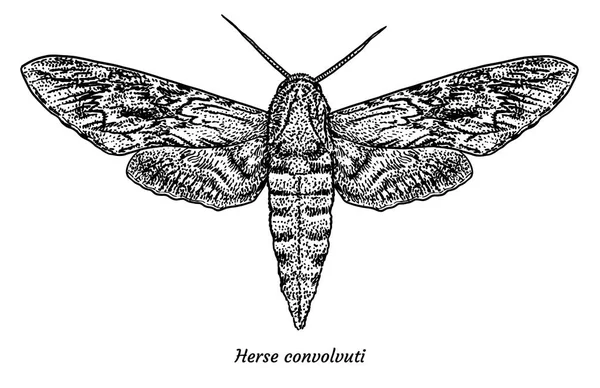 Convolvulus Hawkmoth Εικόνα Σχέδιο Χαρακτική Μελάνι Γραμμή Art Διάνυσμα — Διανυσματικό Αρχείο