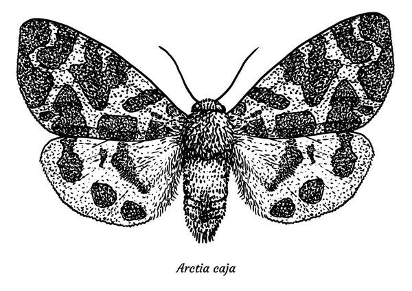 Bahçe Tiger Moth Çizim Çizim Gravür Mürekkep Hat Sanatı Vektör — Stok Vektör