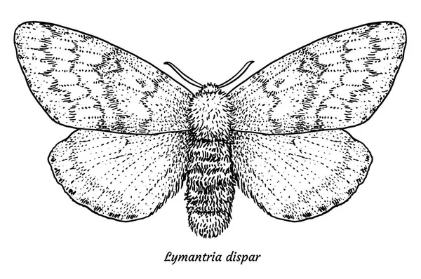 Gypsy Moth Çizim Çizim Gravür Mürekkep Hat Sanatı Vektör — Stok Vektör