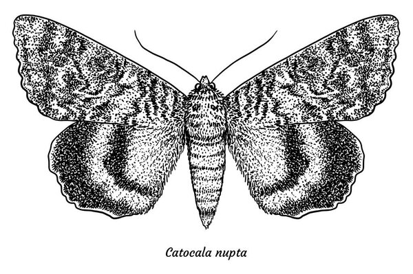 Красное подкрыло иллюстрации, рисунок, гравировка, чернила, линии искусства, вектор
