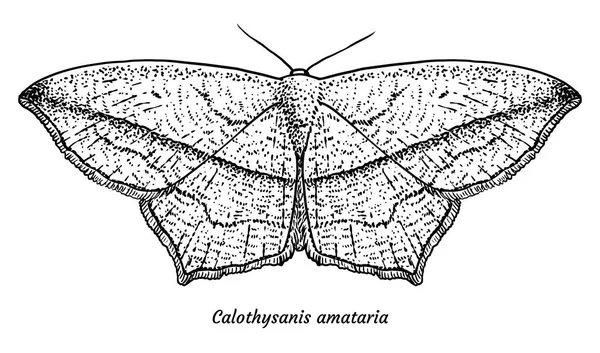 Timandra Griseata Nachtvlinder Illustratie Tekening Gravure Inkt Zeer Fijne Tekeningen — Stockvector