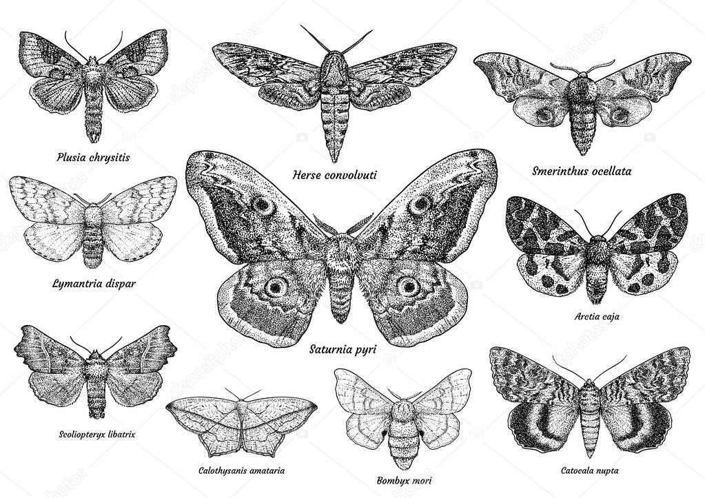 11Set of moths and butterflies illustration, drawing, engraving, ink, line art, vector