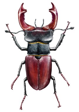 Lucanus illüstrasyon, oyma, çizim, mürekkep, vektör