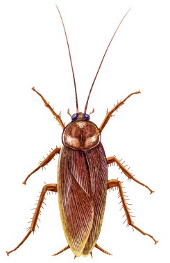 Hamamböceği çizimi, kabartma, çizim, mürekkep, vektör