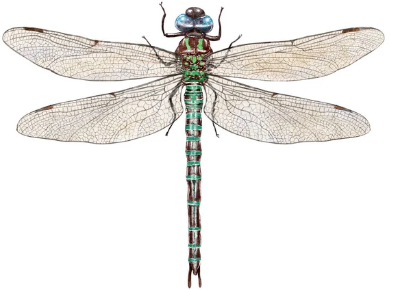Ілюстрація Dragonfly Гравюра Малюнок Чорнило Вектор — стокове фото