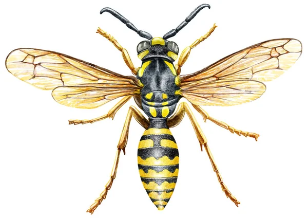 Wasp Illustration Gravyr Ritning Bläck Vektor — Stockfoto