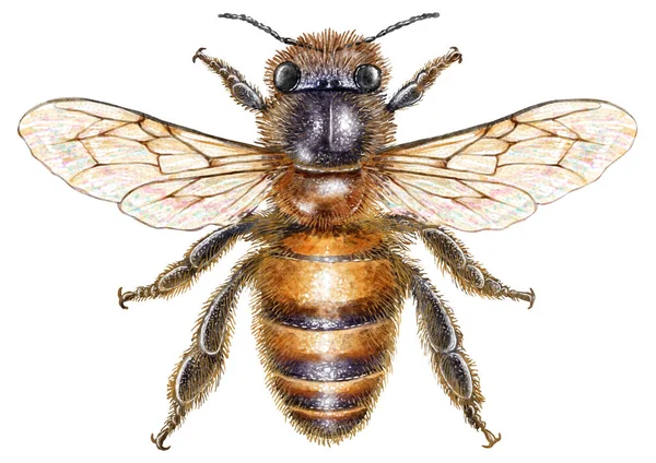Пчелиная Иллюстрация Рисунок Гравировка Чернила Линейное Искусство Вектор — стоковое фото