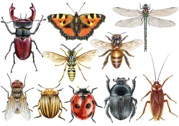 Insectenillustratie Tekening Gravure Inkt Lijnkunst Vector — Stockfoto