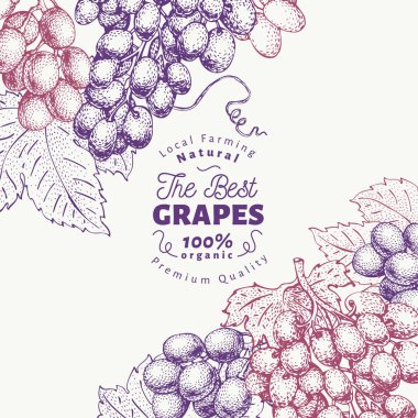 Üzüm berry tasarım şablonu. El vektör meyve resimde çekilmiş. Oyulmuş tarzı vintage botanik arka plan.