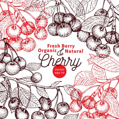 Kiraz berry tasarım şablonu. El vektör meyve resimde çekilmiş. Oyulmuş tarzı vintage botanik arka plan.
