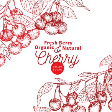 Kiraz berry tasarım şablonu. El vektör meyve resimde çekilmiş. Oyulmuş tarzı vintage botanik arka plan.