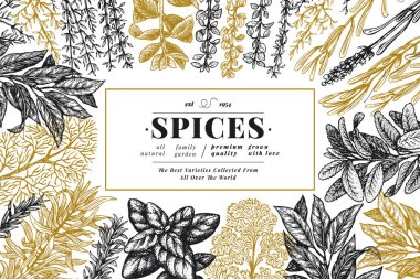 Mutfak otlar ve baharatlar banner şablon. Tasarım menüsünden, paketleme, yemek tarifleri, etiket, tarım Pazar ürünleri için vektör arka plan. Vintage botanik illüstrasyon el çekilmiş.