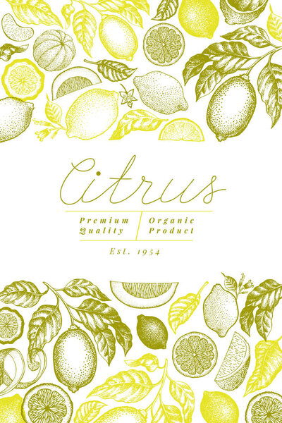 Vintage citrus banner template. Lemon tree design. Hand drawn vector fruit illustration. Engraved style menu cover.