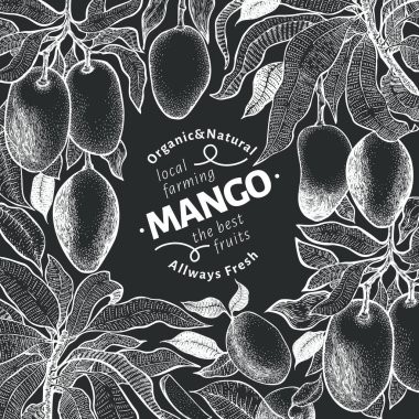Mango ağacı vintage tasarım şablonu. Botanik mango meyve çerçeve. Oyulmuş mango. Vektör çizim tebeşir tahtası üzerinde