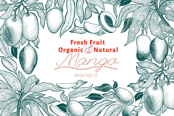 Mango tree vintage formgivningsmall. Botaniska mango frukt ram. Graverade mango. Vektorillustration — Stock vektor