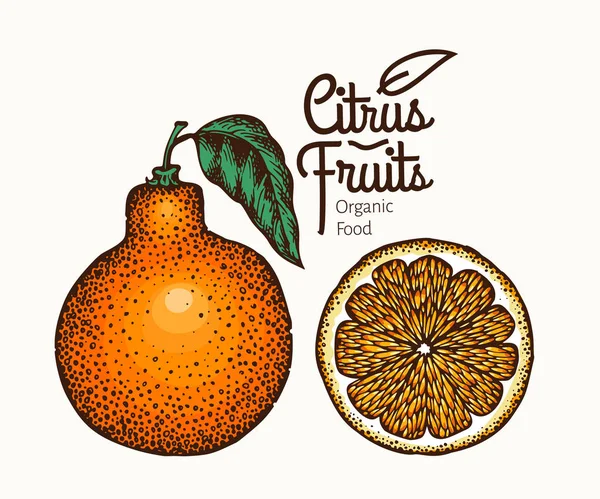 Jiné-citrusové plody ovoce ilustrace. Ručně kreslenou vektorové oranžové illustratio — Stockový vektor