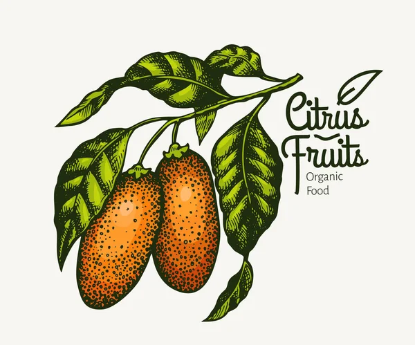Kumquat tak illustratie. Hand getekende vector fruit illustratio — Stockvector