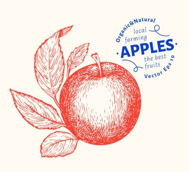 Apple branche illüstrasyon. Vektör Bahçe meyve illus el çekilmiş