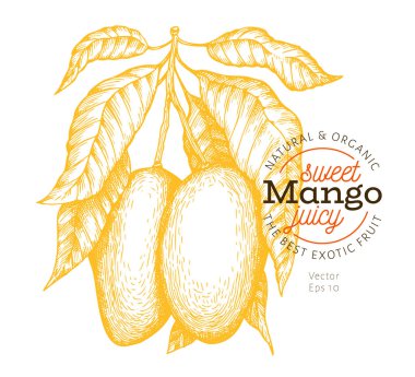 Mango şube illüstrasyon. Çizilmiş vektör tropik meyve illust el