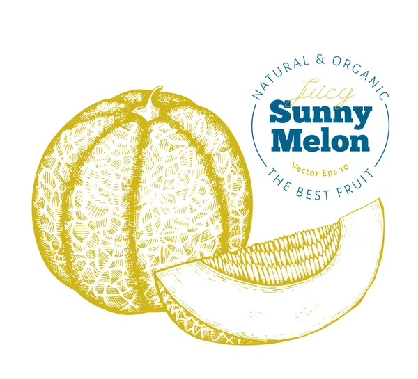 Hele meloen en een stukje meloen. Hand getekend vector exotisch fruit — Stockvector