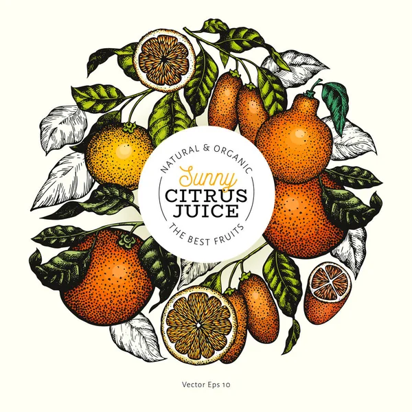 柑橘类水果设计模板。手绘矢量彩色水果 il — 图库矢量图片
