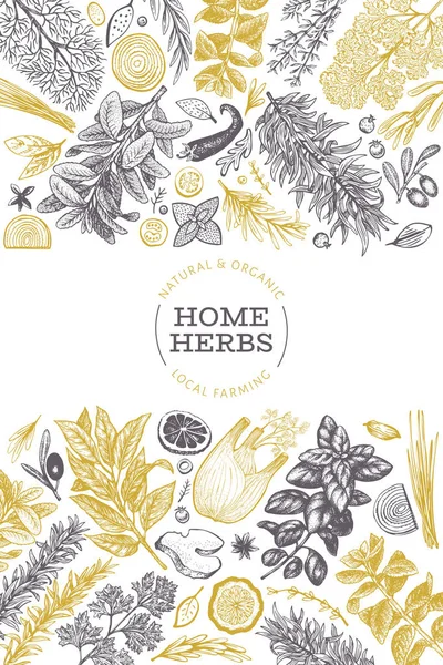 Culinary herbs banner template. Hand drawn vintage botanical ill — Stock Vector