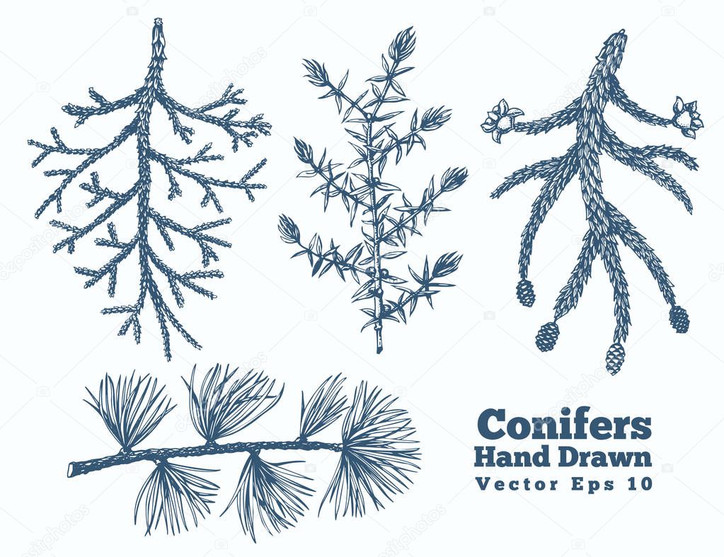Conifers hand drawn branches vector illustrations set. Vintage s