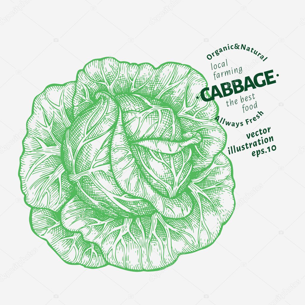 Cabbage illustration. Hand drawn vector vegetable illustration. Engraved style. Vintage food illustration.